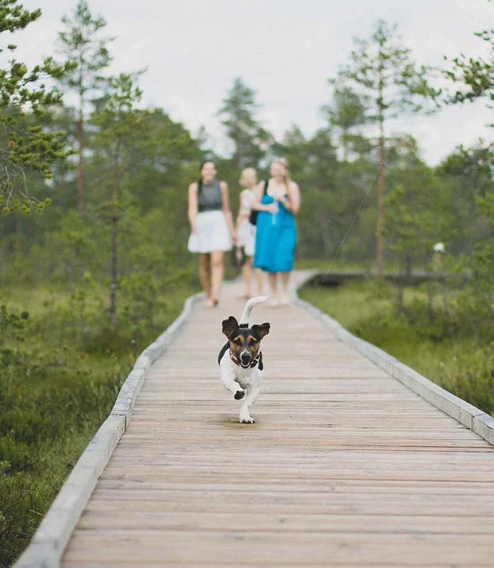 Pet Health Solutions